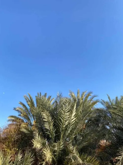Vente Terrain Timimoun Timimoun
