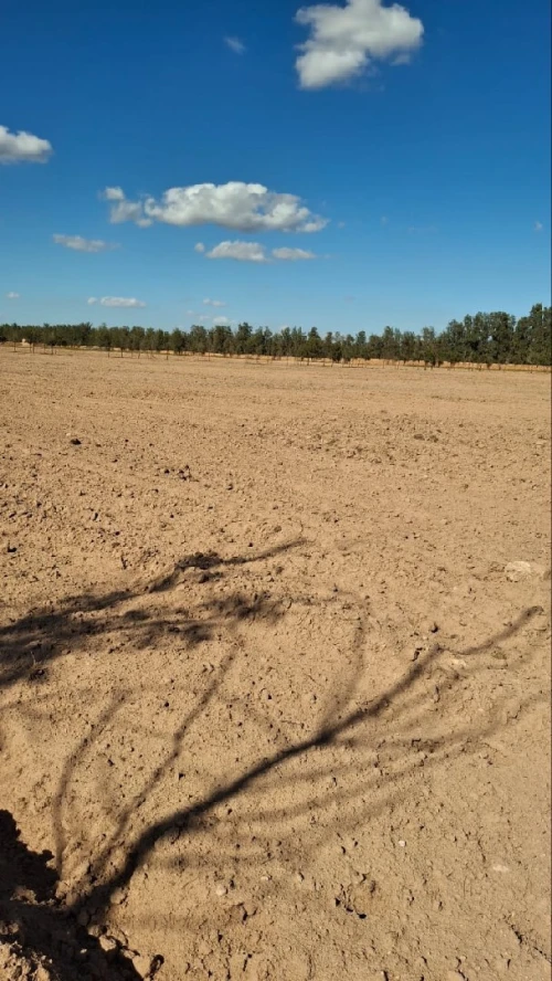 Vente Terrain Agricole Djelfa Ain oussara 2
