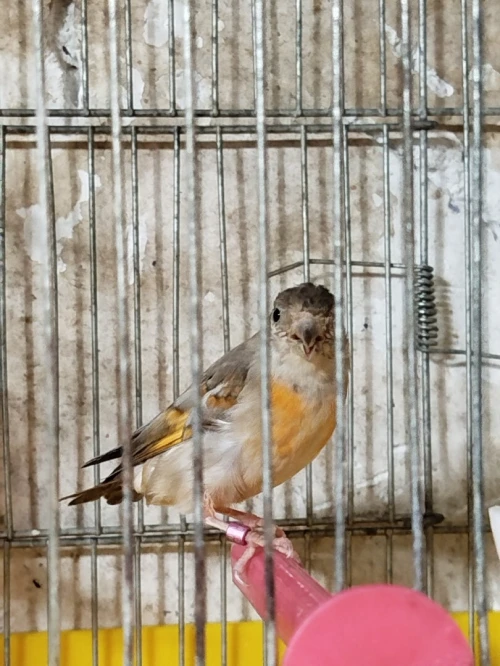 Femelle tarin Venezuela mutation