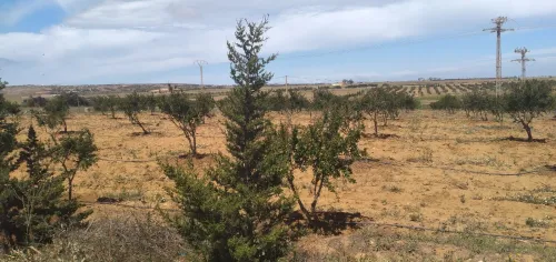 Vente Terrain Agricole Mostaganem Abdelmalek ramdane