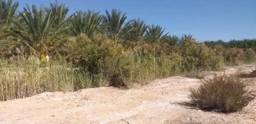 Vente Terrain Biskra Biskra