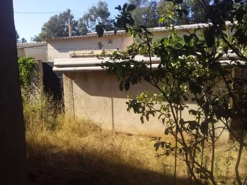 Vente Terrain Skikda Skikda