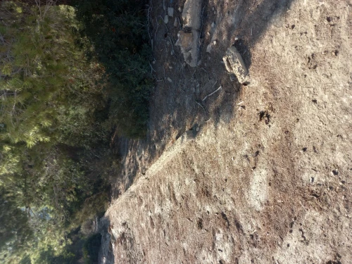 Vente Terrain Tipaza Cherchell