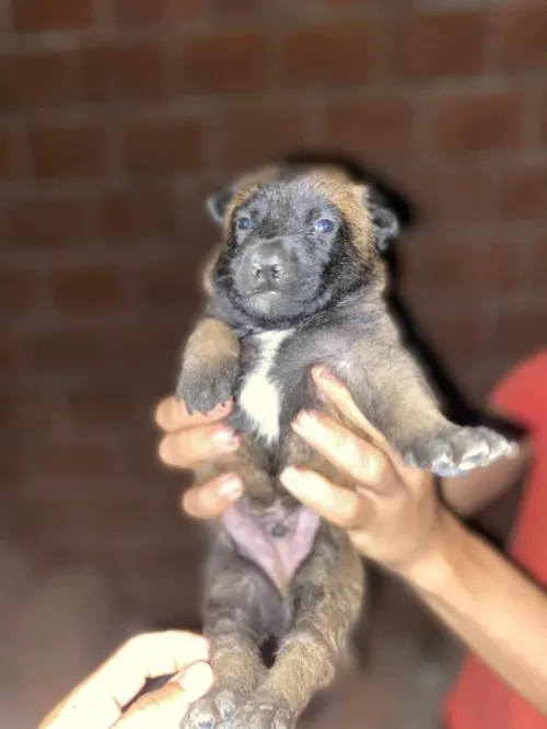 Malinois charbonner 