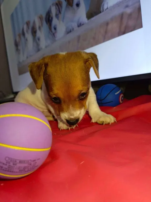 Jack Russell