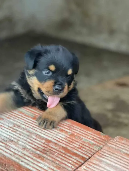 Rottweiler
