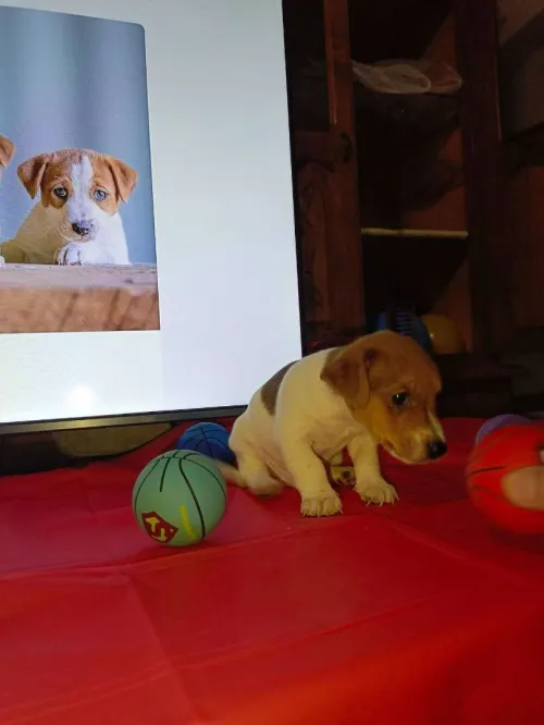 Jack Russell