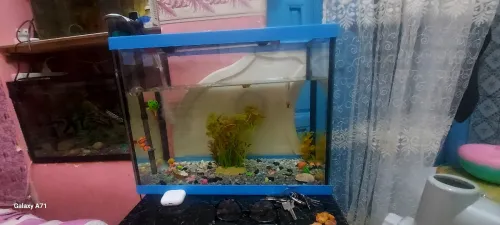 Aquarium 