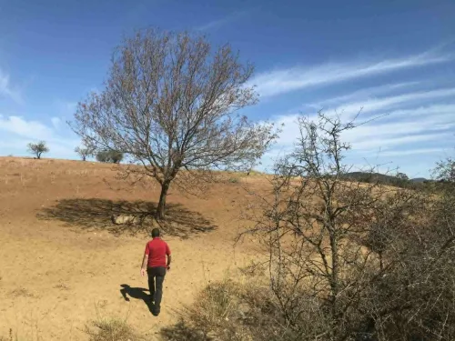 Vente Terrain Agricole Tlemcen Nedroma