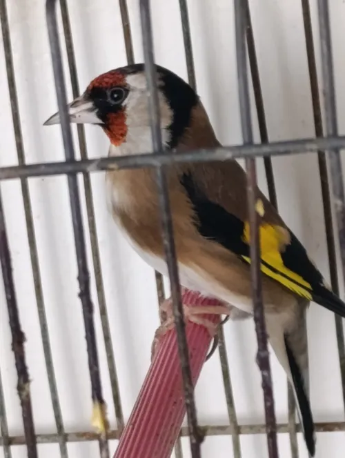 Chardonneret femelle