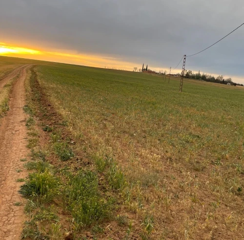 Vente Terrain Agricole Tiaret Mahdia