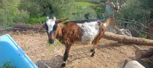محلية جزائرية (Barbary) مع تأثير ألباني (Alpine