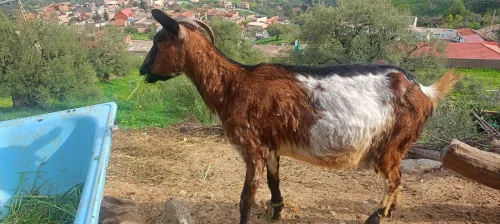 محلية جزائرية (Barbary) مع تأثير ألباني (Alpine