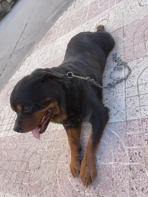 rottweiler