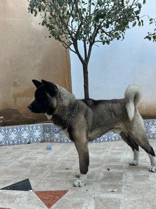 Akita américain
