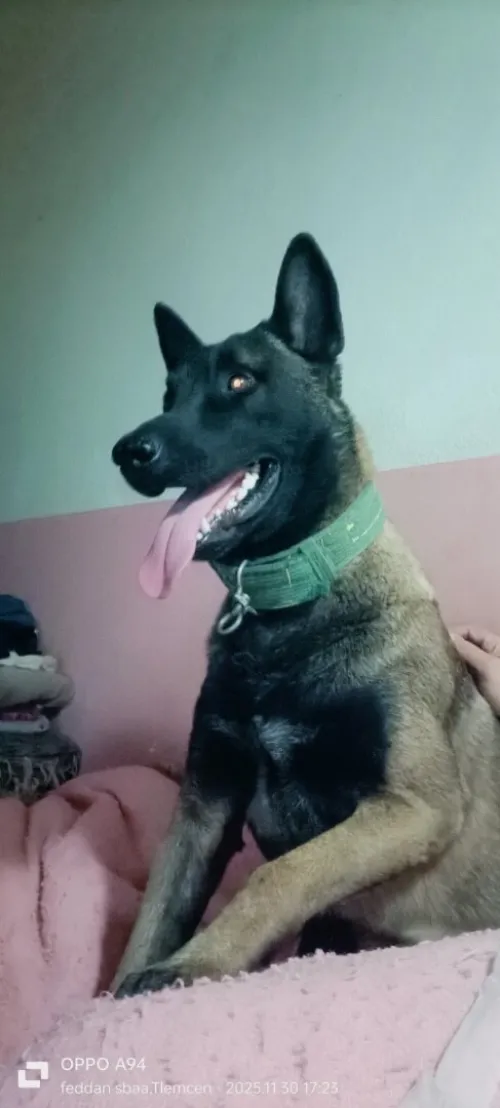 Chien Malinois adulte agés de 18mois pure race
