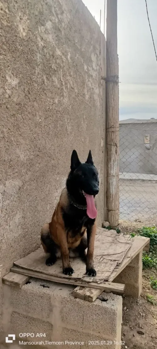 Chien Malinois adulte agés de 18mois pure race