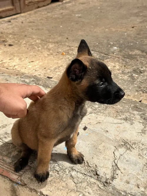 Malinois femelles pure race charbonné