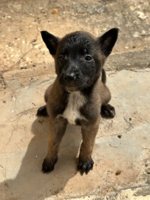 Malinois femelles pure race charbonné