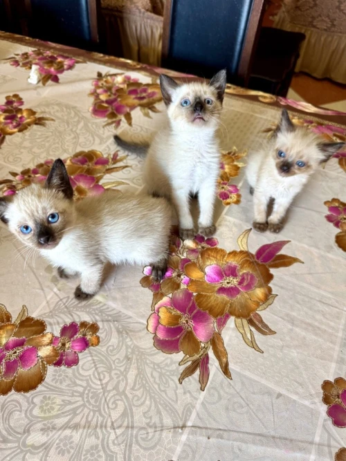Chats siamois