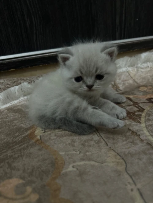 Des chatons a vendre
