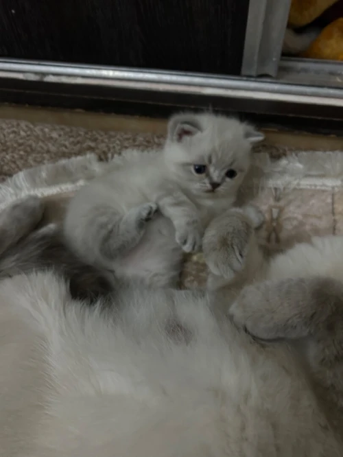 Des chatons a vendre