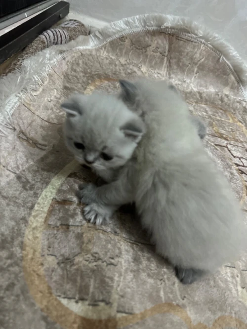Des chatons a vendre