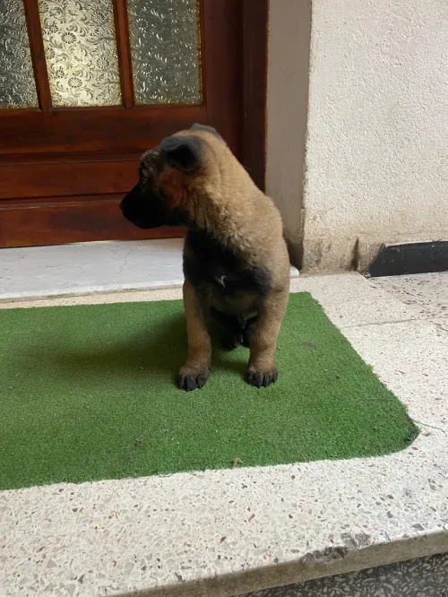 Malinois 55 jours