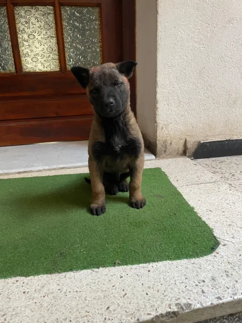 Malinois 55 jours