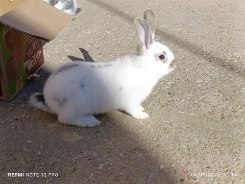 Vente des lapins