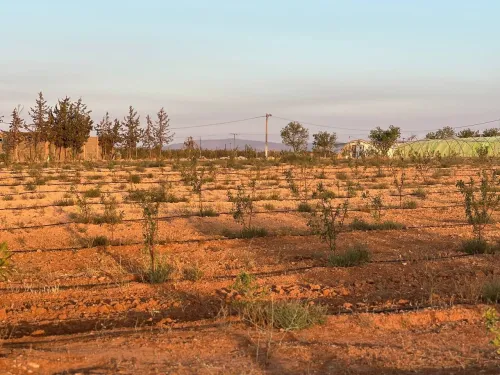 Vente Terrain Agricole Sidi Bel Abbès Tabla