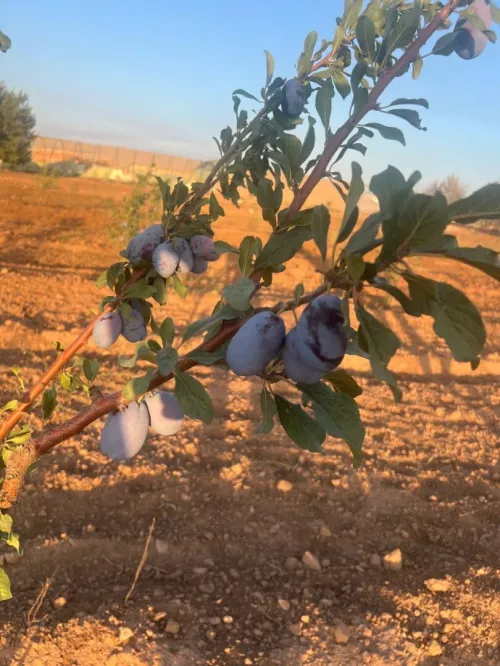 Vente Terrain Agricole Sidi Bel Abbès Tabla