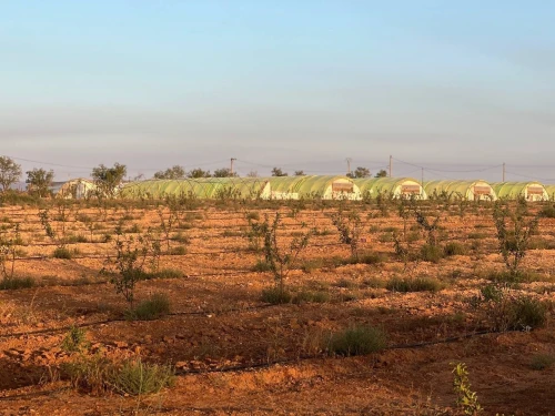 Vente Terrain Agricole Sidi Bel Abbès Tabla