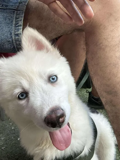 Husky