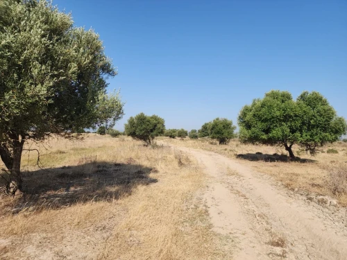 Vente Terrain Agricole Annaba Barrahel