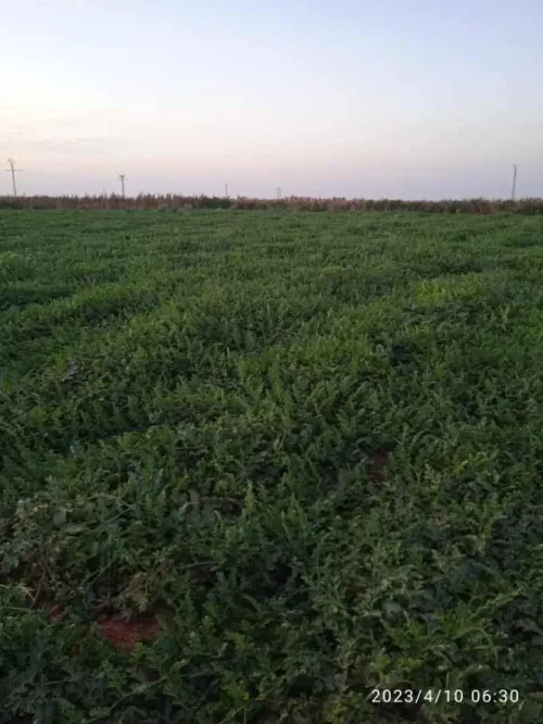 Vente Terrain Agricole In Salah Foggaret Ezzoua