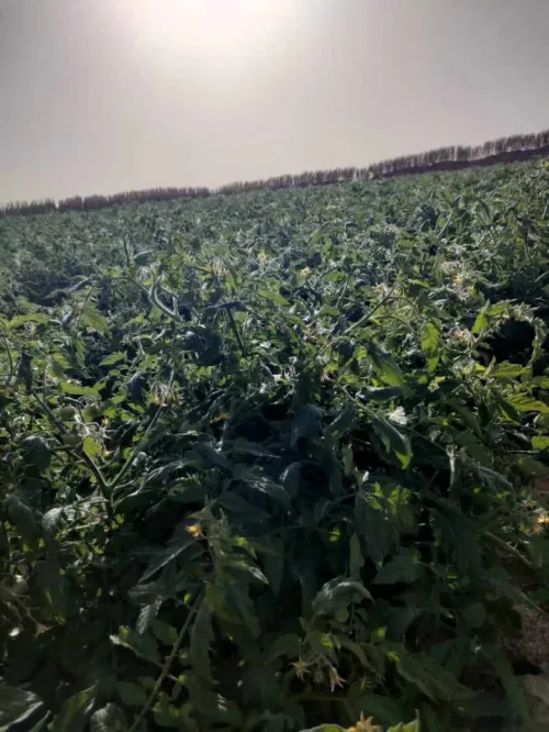 Vente Terrain Agricole In Salah Foggaret Ezzoua