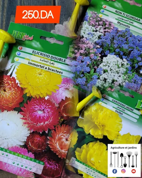 Semences fleurs (partie 2)