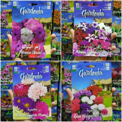 Semences fleurs/ زريعة الورد و الأزهار