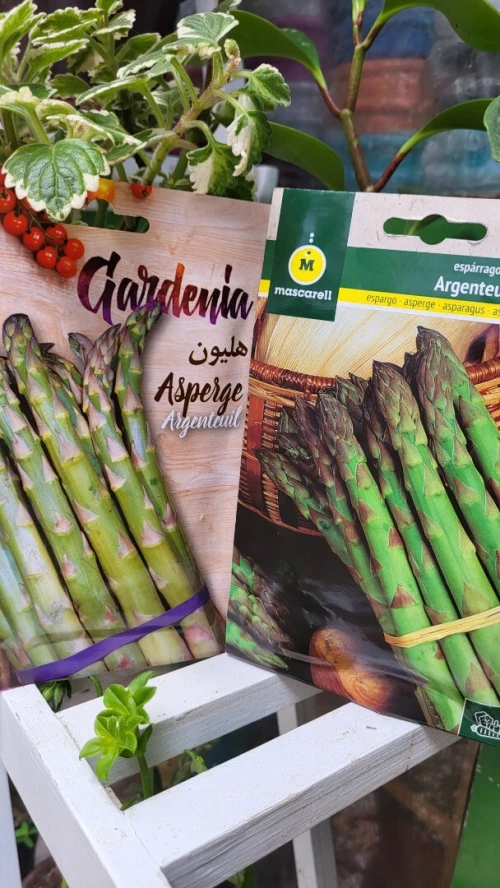 Asperge