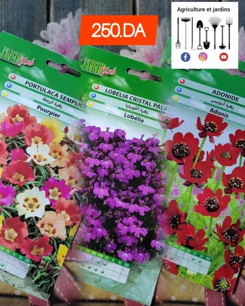 Semences fleurs (partie 1)