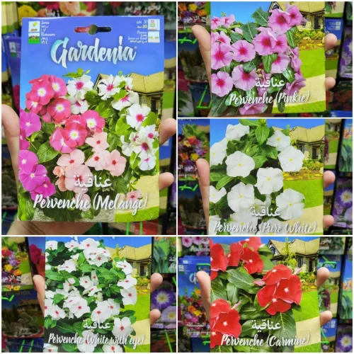 Semences fleurs/ زريعة الورد و الأزهار