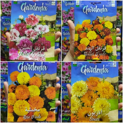 Semences fleurs/ زريعة الورد و الأزهار