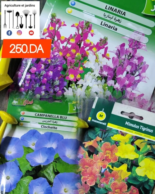 Semences fleurs (partie 2)