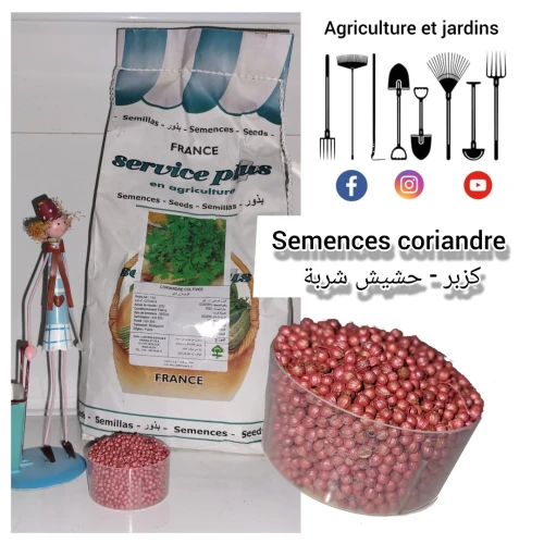 Semences coriandre بذور الكزبر / حشيش الشربة