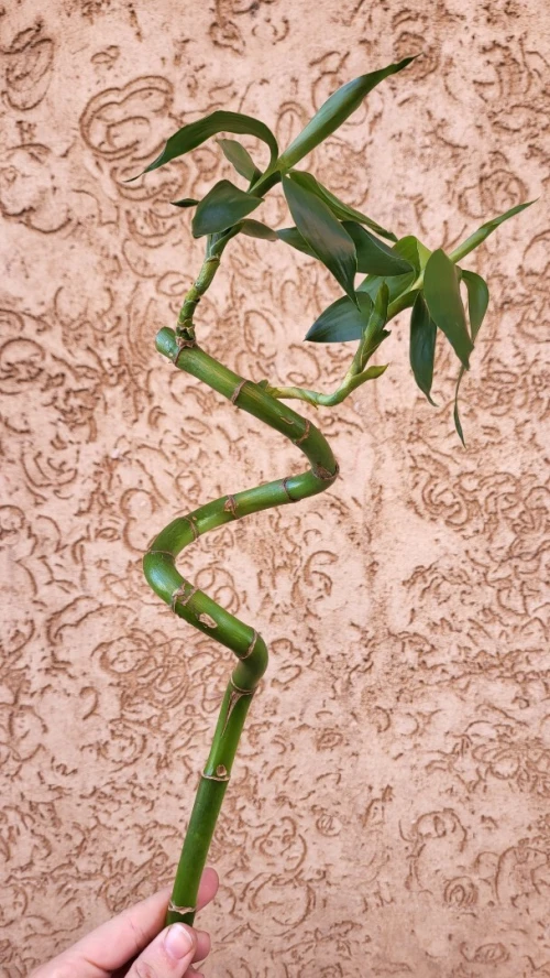 Bambou 60cm 