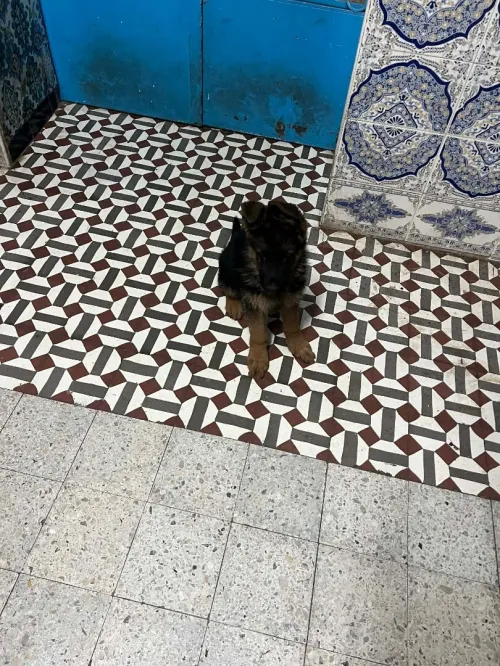 Chien, berger allemand