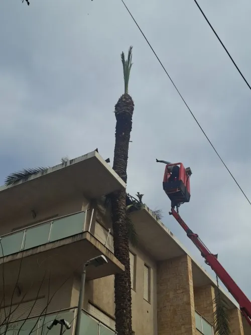 Nettoyage des jardins et abattage et elagage des arbres