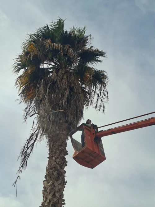 Abattage des arbres , taille et elagage des arbres , تقطيع الاشجار