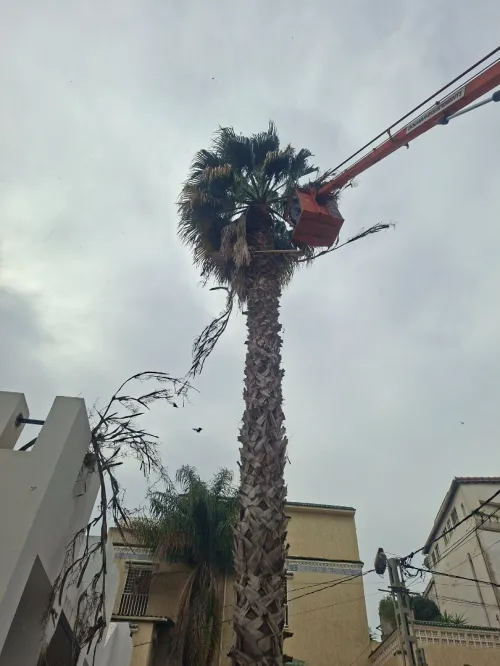Nettoyage des jardins et abattage et elagage des arbres